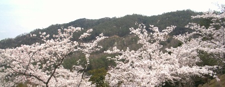 センター桜